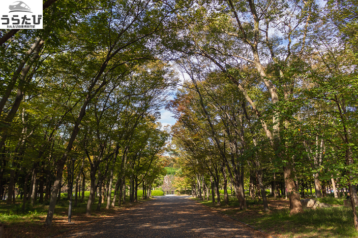大阪城公園並木道